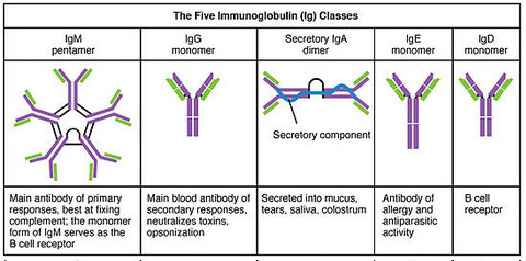 immunoglobulins or antibodies