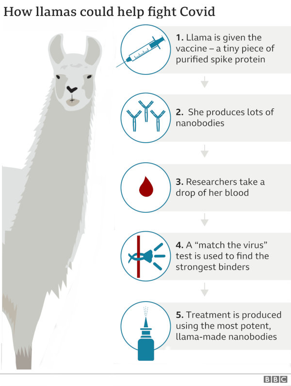 how llama nanobodies are collected